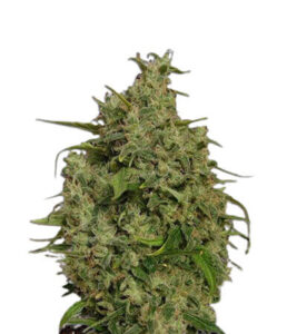 Sweet Tooth Regular Marijuana Seeds