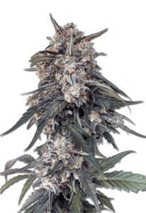 Tang OG Feminized Marijuana Seeds