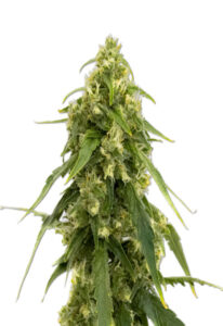 Tangerine Autoflower Marijuana Seeds