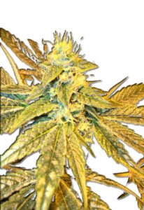 Tangie Cookies Regular Marijuana Seeds