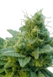 Thai Autoflower Marijuana Seeds