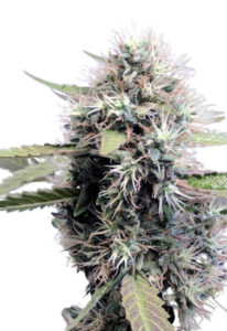 Tokyo OG Feminized Marijuana Seeds
