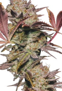 Alien OG Regular BCBD Marijuana Seeds