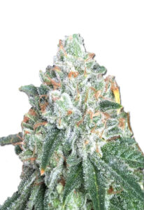 Tuna Kush Regular Marijuana Seeds