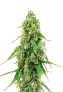 Wedding Cake Autoflower Marijuana Seeds