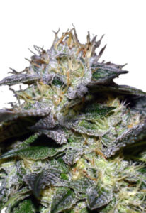 White Fire OG Fast Version Marijuana Seeds