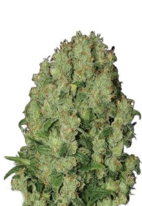 White Russian Fast Version Marijuana Seeds
