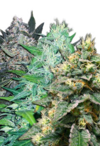 Autoflower Mixed Marijuana Seeds