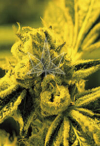 Cafe Racer Feminized Seeds
