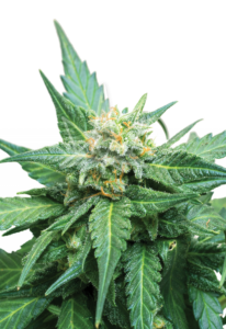 Cali Kush CBD Marijuana Seeds