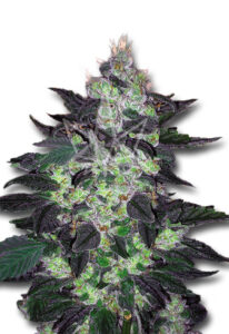 Candy Cane Autoflower Marijuana Seeds