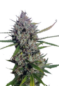 Diesel Berry Autoflower Marijuana Seeds