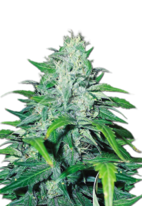 Dwarf Low Flyer Autoflower Marijuana Seeds