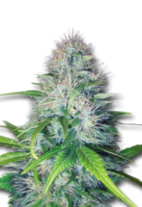 Early Miss Autoflower Marijuana Seeds