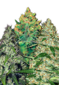 Feminized Mixed Marijuana Seeds