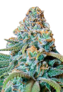 Fucking Incredible Autoflowering Marijuana Seeds