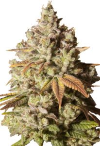 Gorilla Glue Feminized Marijuana Seeds