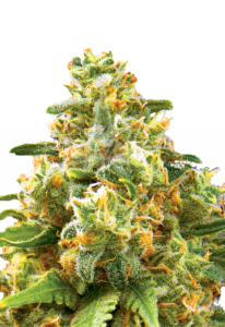 Hawaiian Gold Autoflower Marijuana Seeds