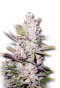 Haze Xtreme Regular Marijuana Seeds