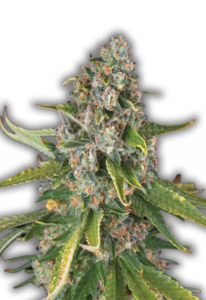 Jack Herer Feminized Marijuana Seeds