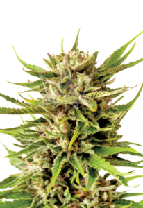 Northern Berry Autoflower Marijuana Seeds