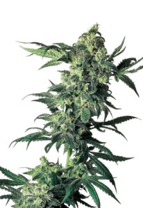 Northern Lights Regular Seeds Marijuana Seeds