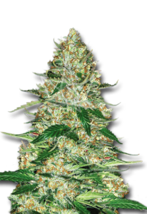 Northern Lights Autoflower Marijuana Seeds