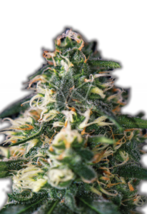 Northern Lights Autoflower Marijuana Seeds