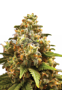 OG Kush Autoflower Marijuana Seeds