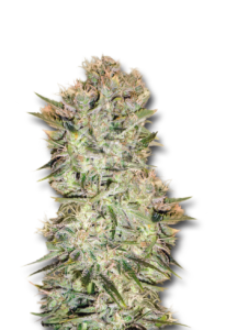 Original Skunk Regular Marijuana Seeds