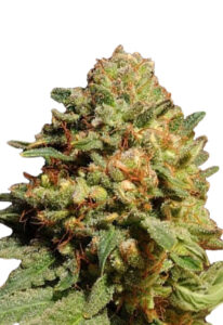 Pineapple Express Autoflowering Marijuana Seeds