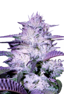 Purple Kush Autoflower Marijuana Seeds