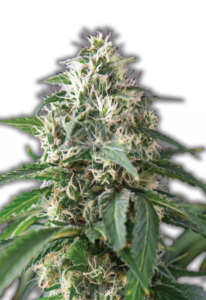 Purple Kush AutoFlower Marijuana Seeds
