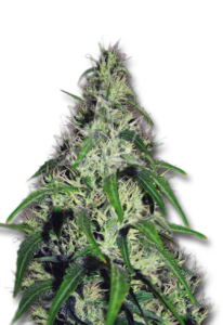 Revolver Autoflower Marijuana Seeds