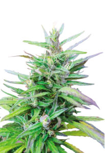 Sativa Star Feminized Marijuana Seeds