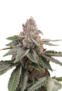 Sour Girl Autoflower Marijuana Seeds