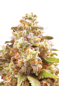Strawberry Cough Autoflower Marijuana Seeds
