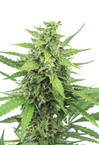 Pineapple Express AutoFlowering Marijuana Seeds