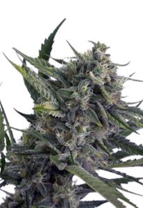 Sweet Kush Autoflower Marijuana Seeds