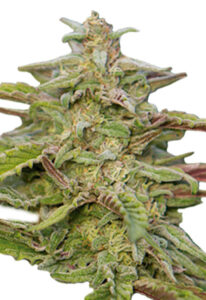 Trainwreck Autoflowering Marijuana Seeds