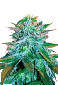 White Widow Autoflower Marijuana Seeds